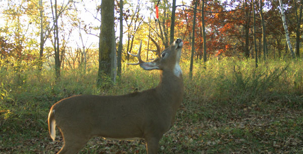 Natural vs. Synthetic Lures: The Real Dope on Whitetail Scents
