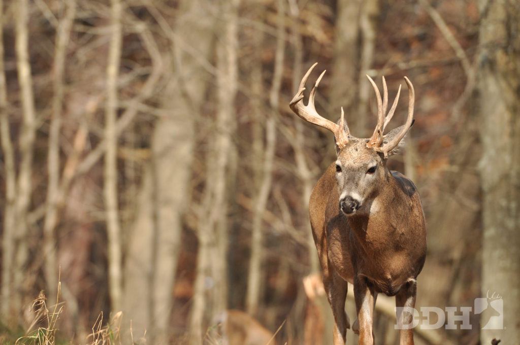 antler asymmetry 1 The Causes of Antler Asymmetry | Deer & Deer Hunting
