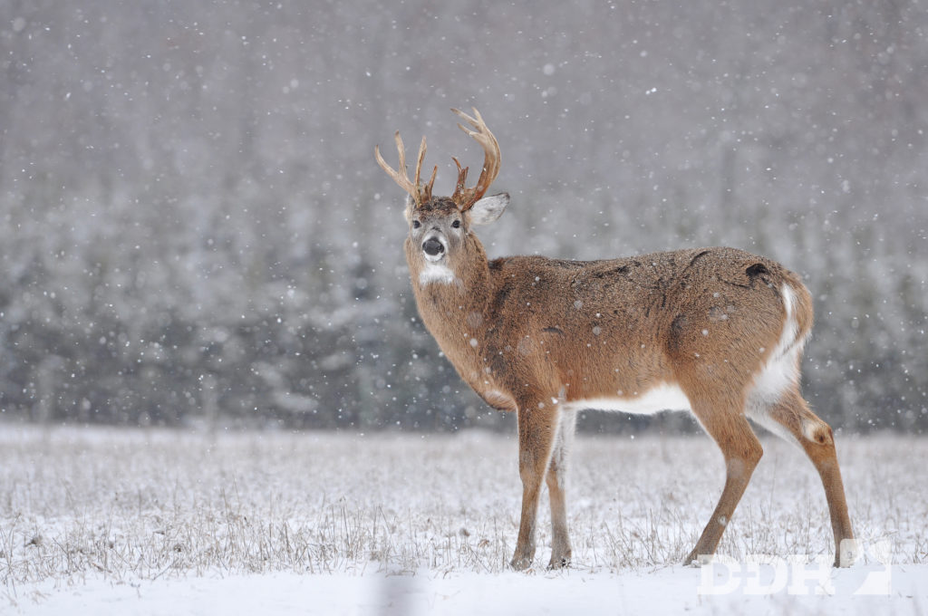 antler asymmetry The Causes of Antler Asymmetry | Deer & Deer Hunting