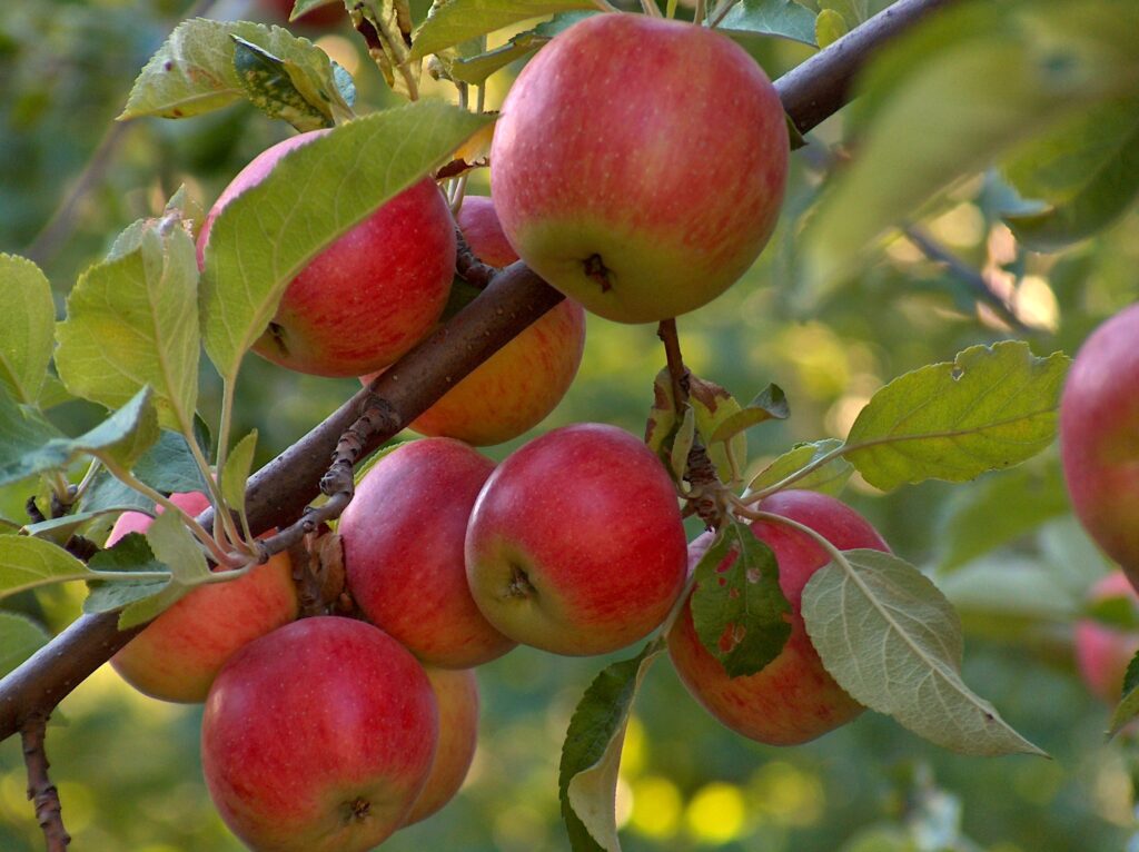 apple tree Bare Root or Container Trees: Read This Before Buying