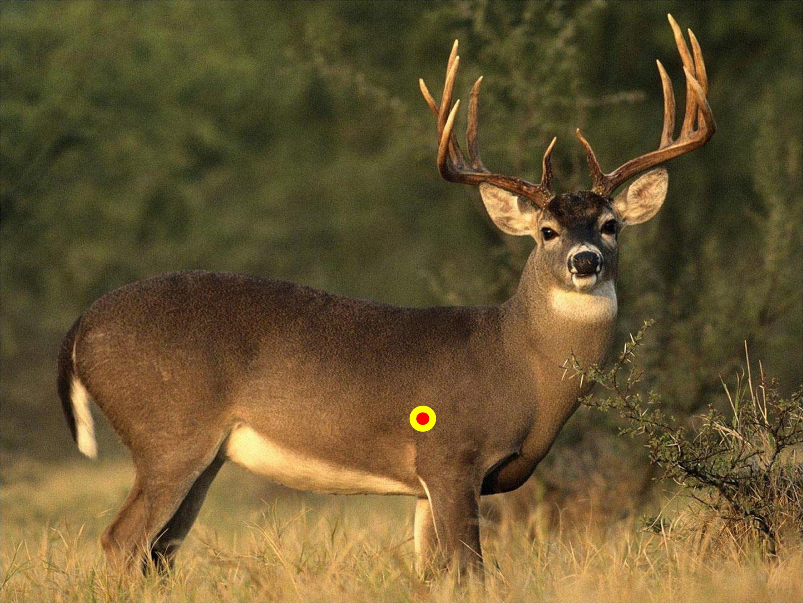 The Dos And Donts Of Crossbow Shot Placement On Whitetails