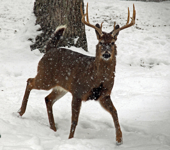 How to Predict the Best Days of the Rut for Deer Hunting