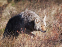 State Offers Free Lifetime Hunting Licenses for Shooting Coyotes