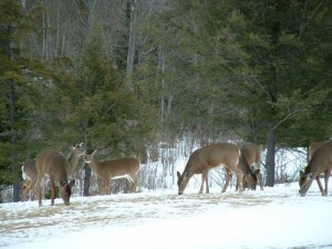 white-tailed deer feeding deer and deer hunting