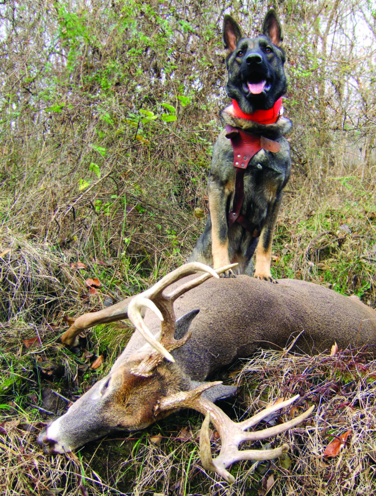 Deer Tracking With Dogs Deer & Deer Hunting