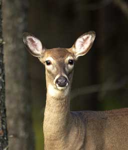 Add a Doe or Two to Your Freezer This Season | Deer & Deer Hunting