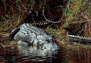 everglades alligator Hunting The Everglades: Deer, Snakes and Gators!