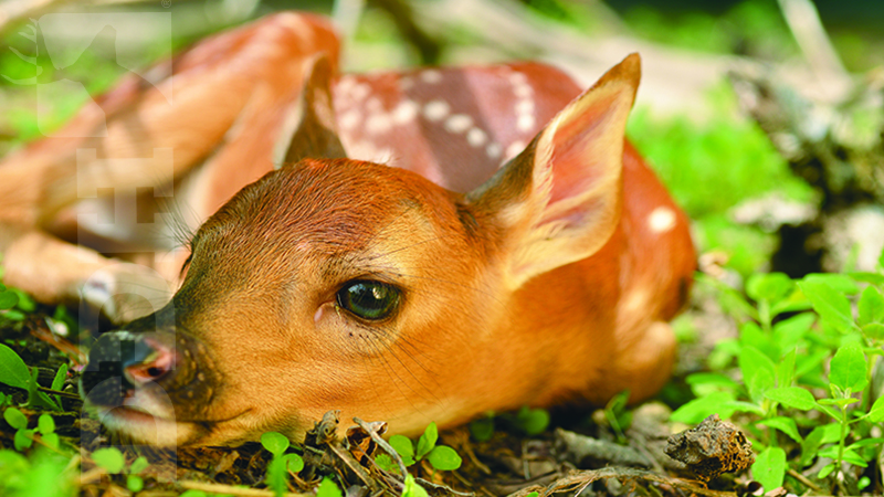 fawn survival copy The Top 3 Factors That Affect Whitetail Fawn Survival | Deer & Deer Hunting