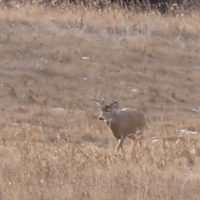 foothill whitetails