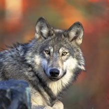 gray wolf hunting