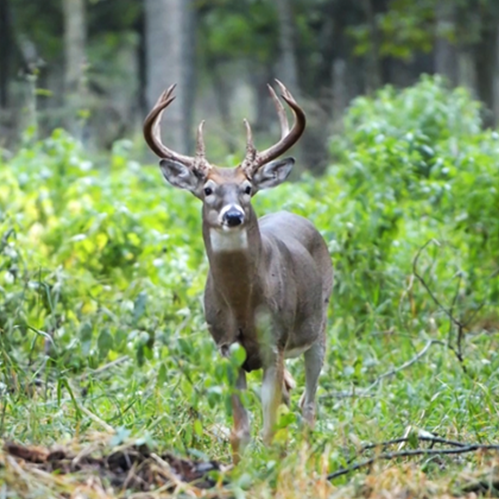 2014 illinois deer harvest pin archery/bow 