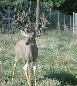 High Fence Deer Battle Reaches Attorney General's Crosshairs | Deer ...