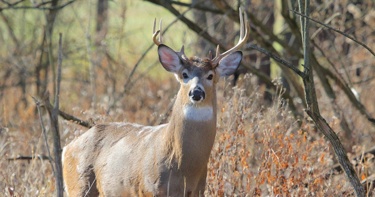 2008 Illinois firearm deer pin 