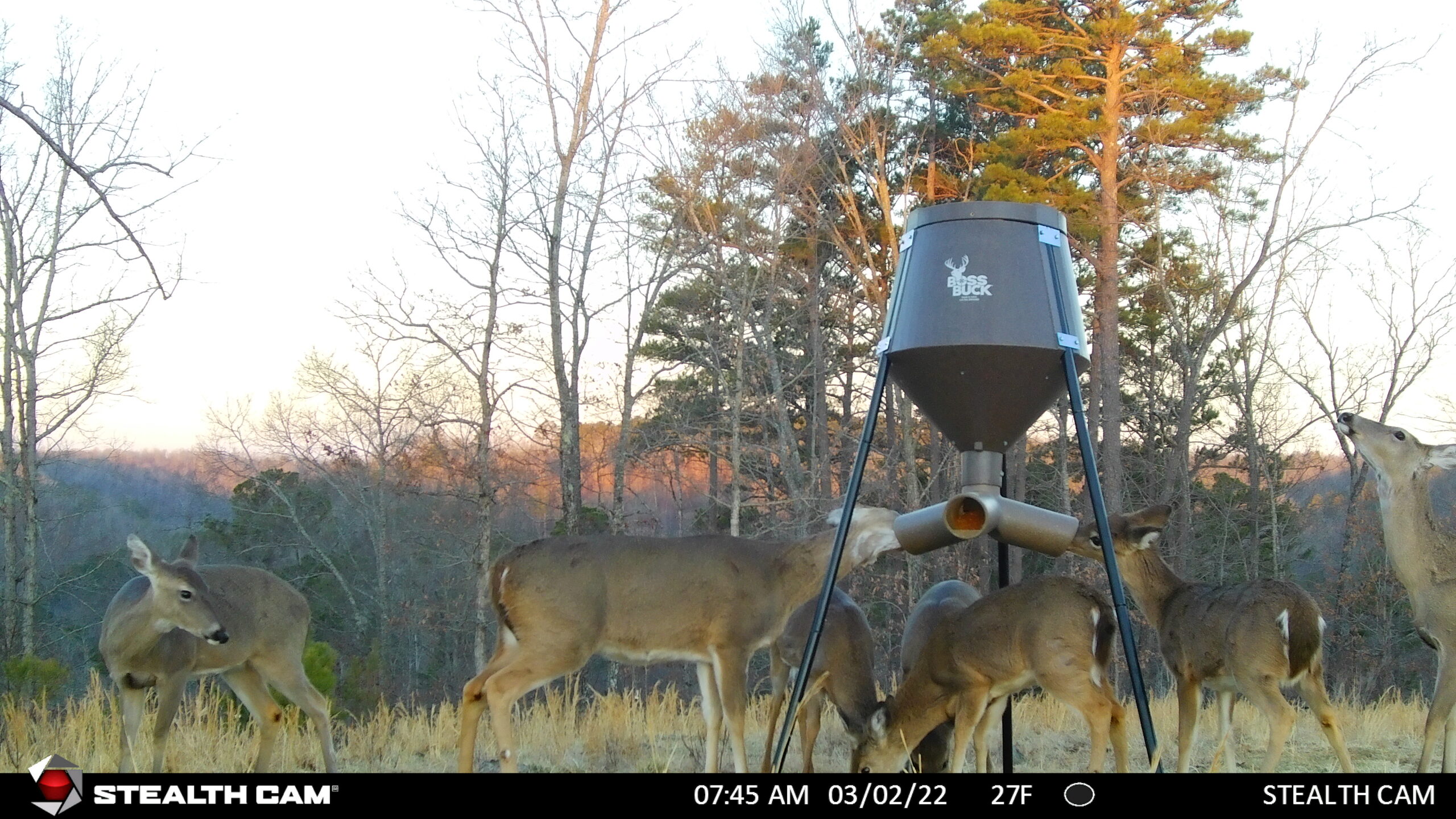 deer feeder with camera