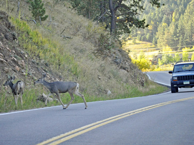 Deer and Stags HOBI Ultrasonic Car Animal Alert Whistles for Game 