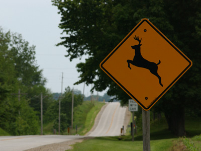 img us deer collisions inline How Effective Are Deer Whistles to Avoid Vehicle Collisions?