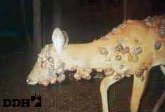 shope papilloma virus deer