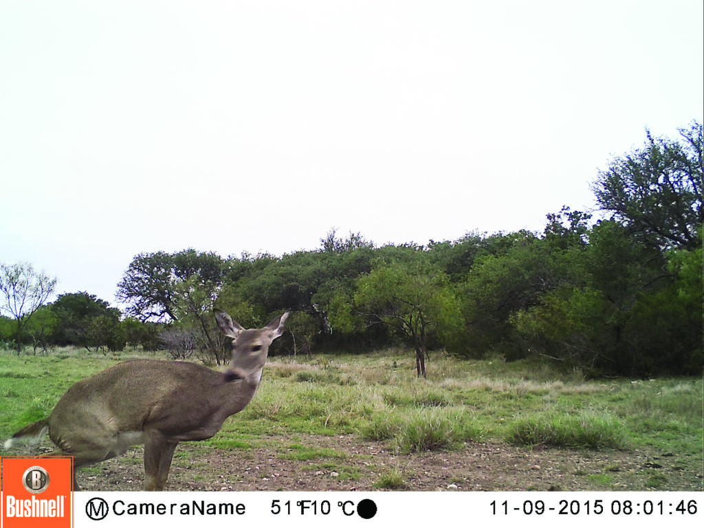 How to Get the Most Out of Your Trail Cameras