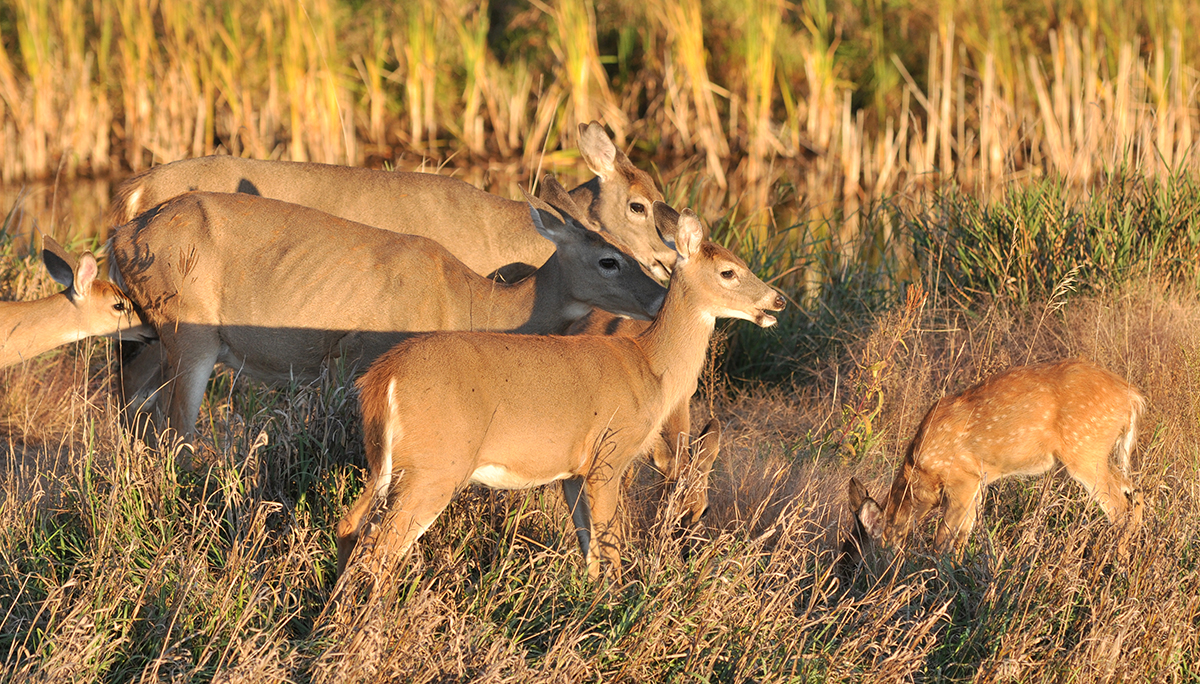 Wisconsin doe hunt Archives Deer & Deer Hunting