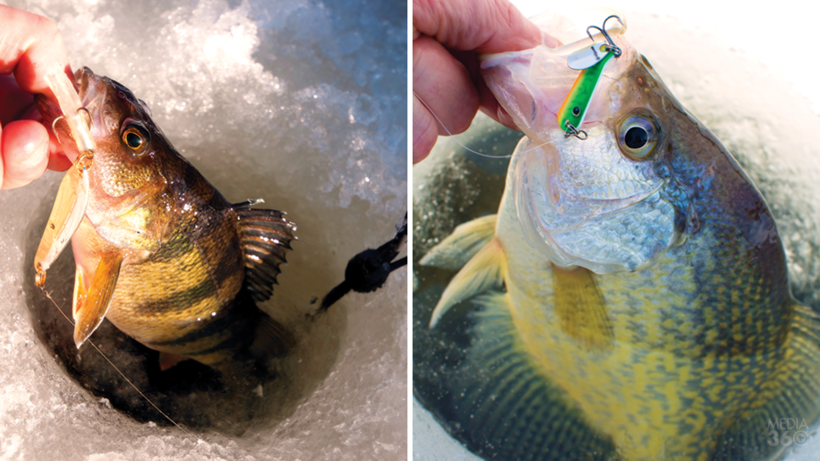 Persuade Panfish to Bite With Power Tactics