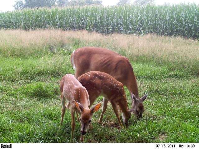 If you love the outdoor life style, don't worry. This is not the end of our deer herds, says D&DH Editor Dan Schmidt.