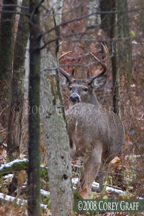 Central Wisconsin Rut Observations Deer & Deer Hunting