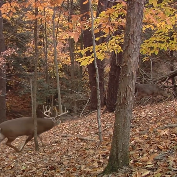 The Best Time to Hunt the Rut Deer & Deer Hunting