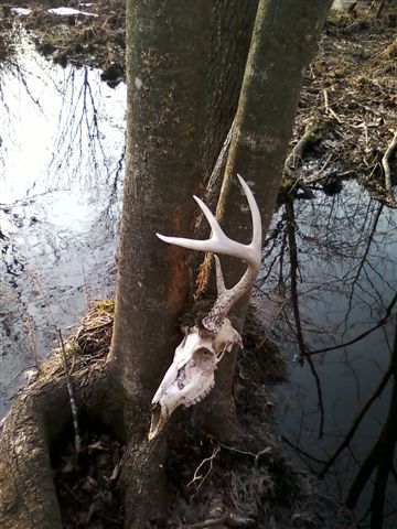 Buck Stuck in a Rub - whitetail hunting