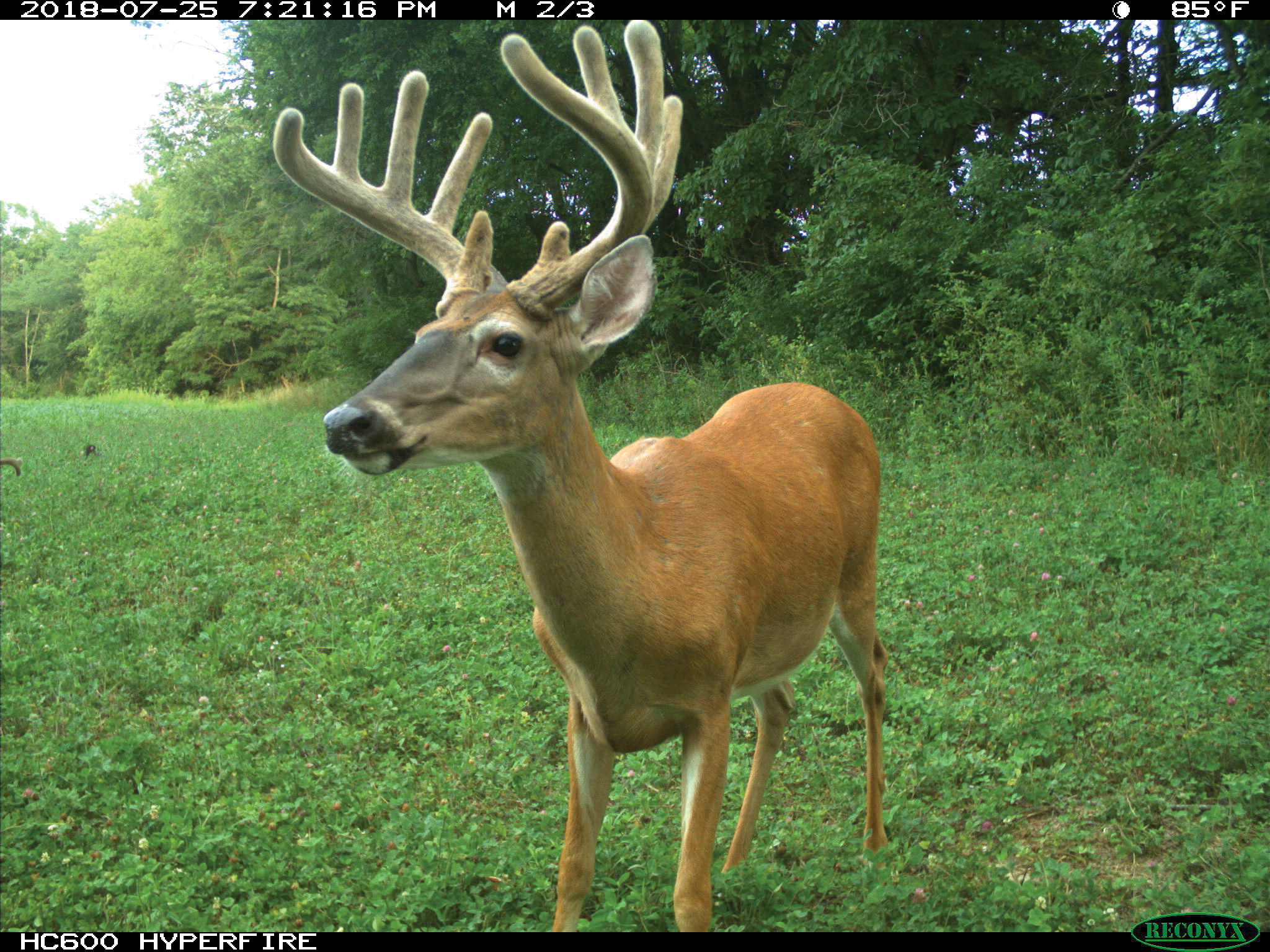 How To Make Food Plot Planting Easier With Small-Scale Equip - North  American Whitetail