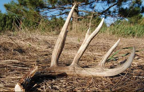 Hunting Antler Sheds - Alabama Cooperative Extension System
