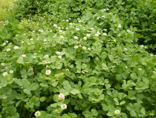 white clover Plant Clover Food Plots to Support Whitetail Bucks’ Antlers