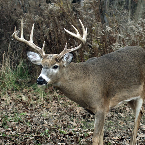 Understand Why Whitetail Patterns Change for Better Hunting Opportunities